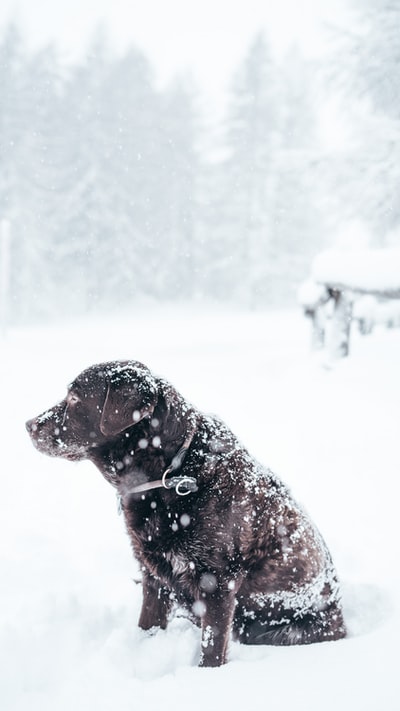 成人巧克力拉布拉多寻回犬坐在外面下雪了
